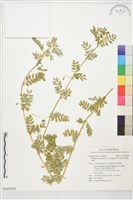 藏品(臺灣蒺藜)的圖片