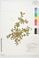 藏品(乳仔草)的圖片