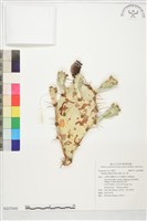 藏品(仙人掌)的圖片