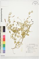 藏品(臺灣灰毛豆)的圖片