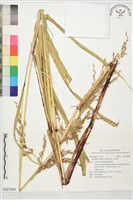 藏品(光高梁)的圖片