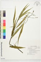 藏品(翠蘆莉)的圖片