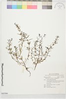 藏品(繖花龍吐珠)的圖片