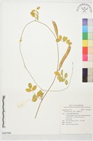 藏品(蝶豆、蝴蝶花豆)的圖片