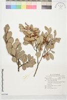 藏品(象牙柿)的圖片