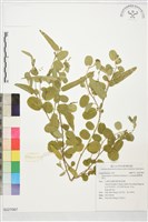 藏品(圓葉煉莢豆)的圖片