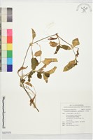 藏品(圓葉鴨跖草、竹葉菜)的圖片