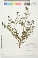 藏品(窄葉鱧腸)的圖片