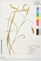 藏品(狗尾草)的圖片