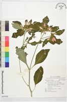 藏品(猩猩草)的圖片