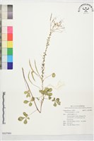 藏品(白花菜)的圖片