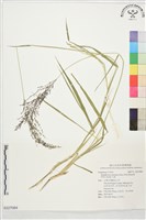 藏品(大黍)的圖片