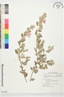 藏品(紅花玉芙蓉)的圖片