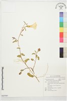 藏品(厚葉牽牛)的圖片