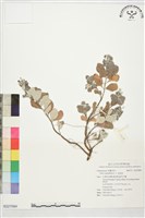 藏品(海埔姜)的圖片