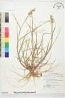 藏品(蒺藜草)的圖片