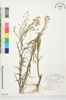 藏品(加拿大蓬)的圖片