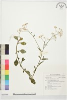 藏品(一枝香)的圖片