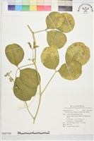 藏品(肥豬豆)的圖片