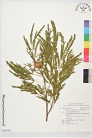 藏品(銀合歡)的圖片