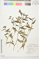 藏品(耳葉鴨跖草、蓬萊鴨跖草)的圖片