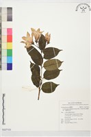 藏品(馬達加斯加橡膠樹、橡膠紫茉莉)的圖片