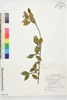 藏品(華八仙)的圖片