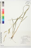 藏品(大扁雀麥)的圖片