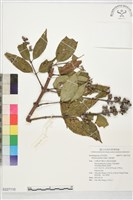 藏品(大葉溲疏)的圖片