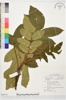 藏品(羅氏鹽膚木)的圖片