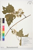 藏品(串鼻龍)的圖片