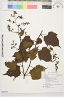 藏品(高梁泡)的圖片