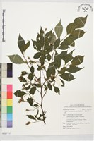 藏品(烏皮九芎、奮起湖野茉莉)的圖片