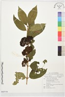 藏品(杜虹花，台灣紫珠)的圖片