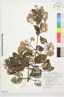 藏品(柱果鐵線蓮)的圖片