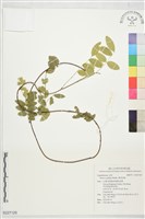 藏品(澳洲魚藤)的圖片