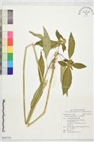 藏品(白苞猩猩草)的圖片