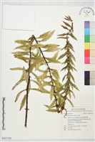 藏品(地筍)的圖片