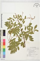 藏品(澳洲魚藤)的圖片