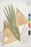 藏品(長枝竹、長枝仔竹、桶仔竹)的圖片