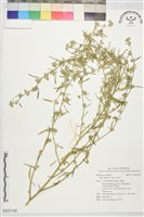 藏品(刺金午時花)的圖片