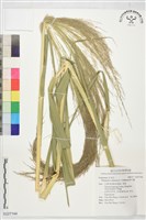 藏品(開卡蘆)的圖片