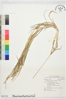 藏品(芒稷、芒稗)的圖片