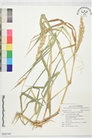 藏品(稗)的圖片