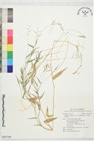 藏品(尾桴草)的圖片