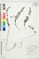 藏品(長柄石龍尾)的圖片