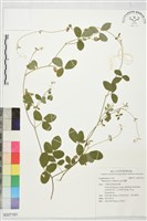 藏品(鹿藿)的圖片