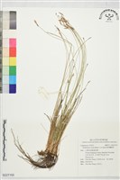 藏品(卵形飄拂草)的圖片