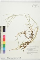 藏品(升馬唐)的圖片