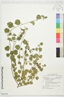 藏品(澎湖金午時花、長梗黃花稔、落地金錢)的圖片